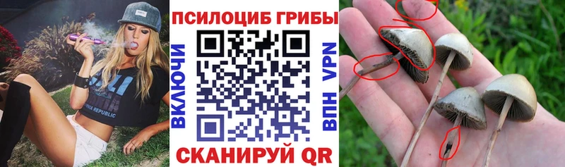 где продают наркотики  Кочубеевское  Галлюциногенные грибы GOLDEN TEACHER 